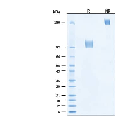2 μg/lane of Recombinant Cynomolgus Monkey Axl Fc Chimera Protein  (Catalog # 11144-AX) was resolved with SDS-PAGE under reducing (R) and non-reducing (NR) conditions and visualized by Coomassie® Blue staining, showing bands at 95-105 kDa and 190-210 kDa, respectively.