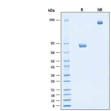 2 μg/lane of Recombinant Cynomolgus Monkey CD4 Fc Chimera Protein (Catalog # 11145-CD) was resolved with SDS-PAGE under reducing (R) and non-reducing (NR) conditions and visualized by Coomassie® Blue staining, showing bands at 80-88 kDa and 160-180 kDa, respectively.