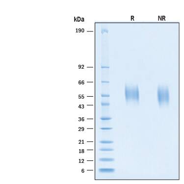 2 μg/lane of Recombinant SARS-CoV-2 BA.2 Spike S1 Subunit NTD His-tag Protein (Catalog # 11147-CV) was resolved with SDS-PAGE under reducing (R) and non-reducing (NR) conditions and visualized by Coomassie® Blue staining, showing bands at 53-59 kDa.
