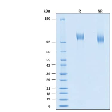 2 μg/lane of Recombinant SARS-CoV-2 BA.2 Spike S1 Subunit His-tag Protein (Catalog # 11149-CV) was resolved with SDS-PAGE under reducing (R) and non-reducing (NR) conditions and visualized by Coomassie® Blue staining, showing bands at 100 - 112 kDa.
