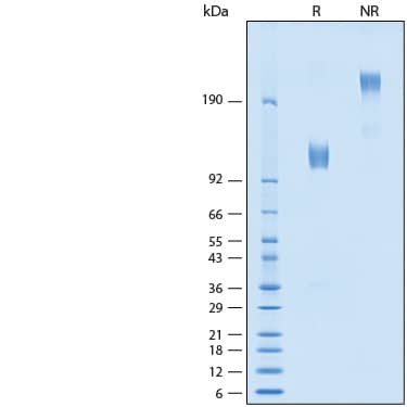2 μg/lane of Recombinant Cynomolgus/Rhesus Osteoactivin/GPNMB Fc Chimera Protein (Catalog # 11154-AC) was resolved with SDS-PAGE under reducing (R) and non-reducing (NR) conditions and visualized by Coomassie® Blue staining, showing bands at 111-122 kDa and 220-245 kDa, respectively.