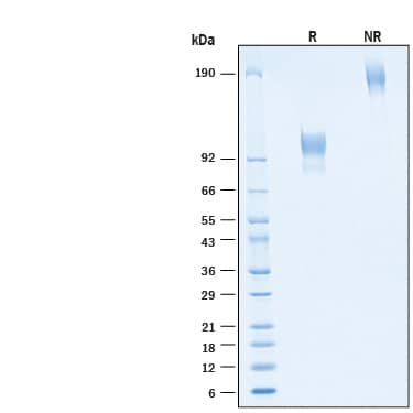 2 μg/lane of Recombinant Human CD30/TNFRSF8 Fc Chimera Protein (Catalog # 11155-CD) was resolved with SDS-PAGE under reducing (R) and non-reducing (NR) conditions and visualized by Coomassie® Blue staining, showing bands at 80-110 kDa and 160-220 kDa, respectively.