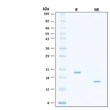 SDS-Page IFN-alpha WA/IFNA16 [Unconjugated]