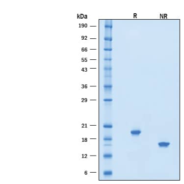 SDS-Page IFN-alpha F/IFNA21 [Unconjugated]