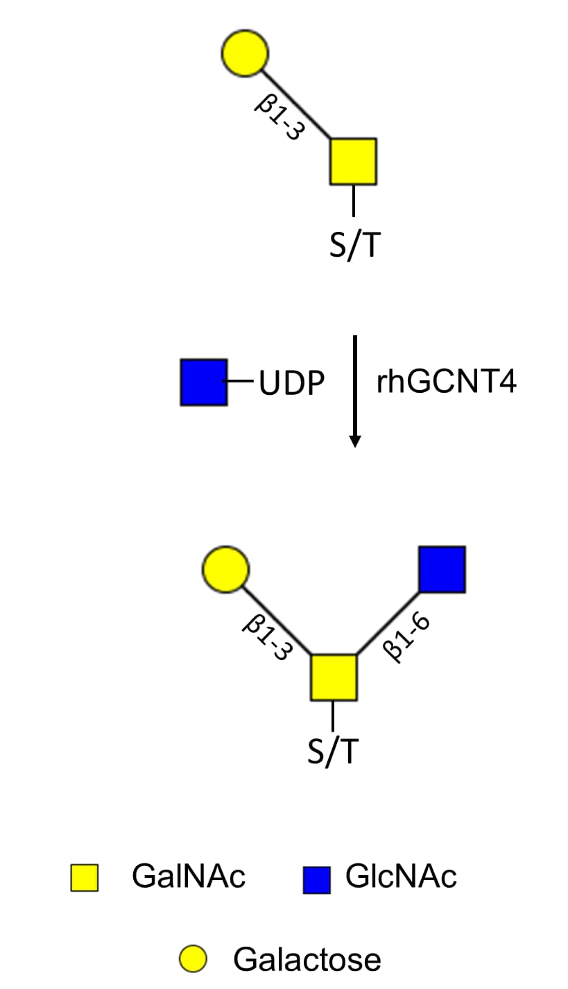 Enzyme Activity C2GNT3 [Unconjugated]