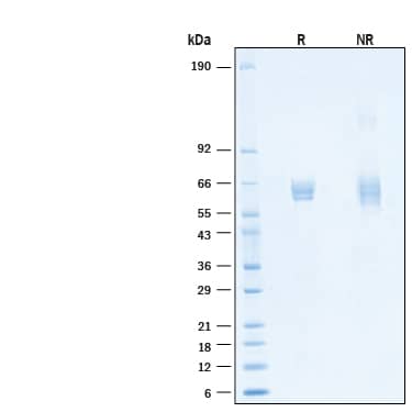 SDS-Page Desmoglein-3 [Unconjugated]