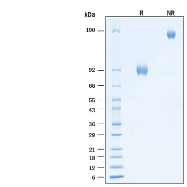 2 μg/lane of Recombinant Human L‑Selectin/CD62L Fc Chimera Protein (Catalog # 11169-LS) was resolved with SDS-PAGE under reducing (R) and non-reducing (NR) conditions and visualized by Coomassie® Blue staining, showing bands at 85-100 kDa and 170-200 kDa, respectively.