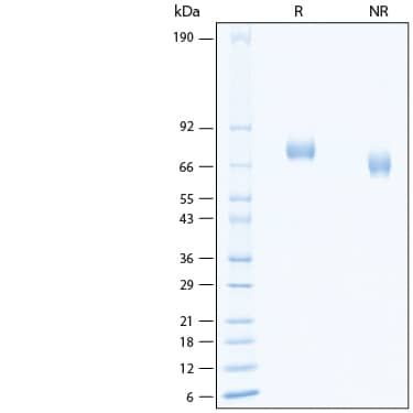 SDS-Page BCAM/CD239 [Unconjugated]