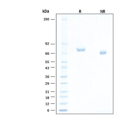 SDS-Page BCAM/CD239 [Unconjugated]