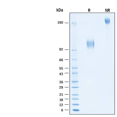 2 μg/lane of Recombinant Human CD44v6 Fc Chimera Protein (Catalog # 11175-CD) was resolved with SDS-PAGE under reducing (R) and non-reducing (NR) conditions and visualized by Coomassie® Blue staining, showing bands at 105-120 kDa and 210-240 kDa, respectively.