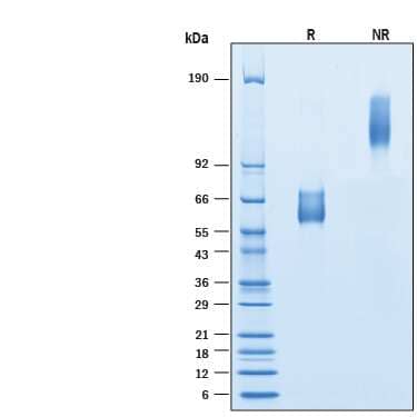 SDS-Page HVEM/TNFRSF14 [Unconjugated]