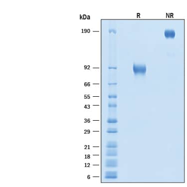2 μg/lane of Recombinant Cynomolgus Monkey/Rhesus Macaque L‑Selectin/CD62L Fc Chimera Protein (Catalog # 11192-LS) was resolved with SDS-PAGE under reducing (R) and non-reducing (NR) conditions and visualized by Coomassie® Blue staining, showing bands at 85-95 kDa and 170-190 kDa, respectively.