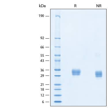 SDS-Page ULBP-2 [Unconjugated]