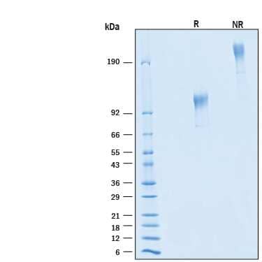 SDS-Page CD43/Sialophorin [Unconjugated]