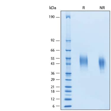 2 μg/lane of Recombinant Cynomolgus/Rhesus Siglec-3/CD33 His-tag Protein (Catalog # 11217-SL) was resolved with SDS-PAGE under reducing (R) and non-reducing (NR) conditions and visualized by Coomassie® Blue staining, showing bands at 42-55 kDa.
