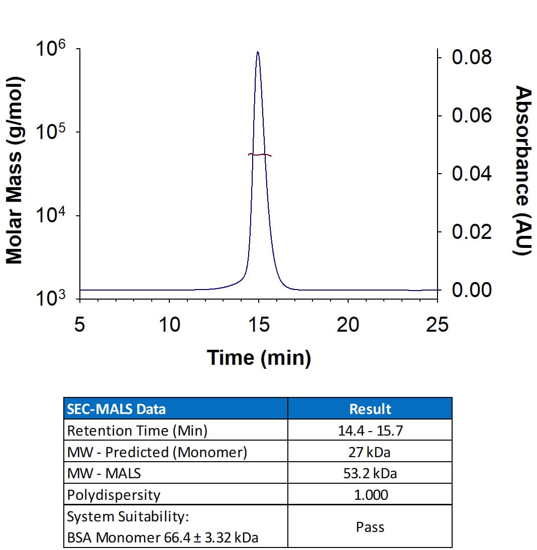 Recombinant Cynomolgus Monkey/Rhesus Macaque Siglec-3/CD33 His-tag (Catalog # 11217-SL) has a molecular weight (MW) of 53.2 kDa as analyzed by SEC-MALS.  This value may differ from predicted MW due to post-translational modifications.  The protein has 5 potential glycosylation sites which support the reducing SDS-PAGE showing bands at 42-55 kDa, suggesting that this protein is a monomer. 