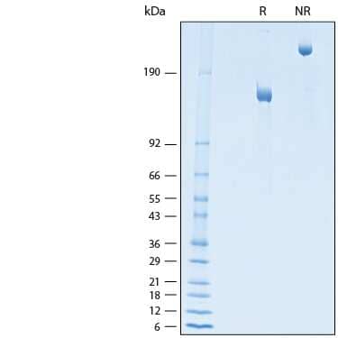 SDS-Page CD163 [Unconjugated]