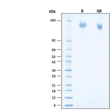 2 μg/lane of Recombinant SARS-CoV-2 BA.4/BA.5 Spike GCN4-IZ His-tag Protein (Catalog # 11231-CV) was resolved with SDS-PAGE under reducing (R) and non-reducing (NR) conditions and visualized by Coomassie® Blue staining, showing bands at 141-170 kDa.