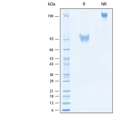 2 μg/lane of Recombinant Cynomolgus IL-17RA/IL-17R Fc Chimera Protein (Catalog # 11235-IR) was resolved with SDS-PAGE under reducing (R) and non-reducing (NR) conditions and visualized by Coomassie® Blue staining, showing bands at 93-103 kDa.