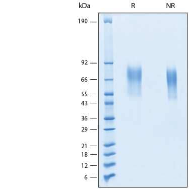 SDS-Page CD44 [Unconjugated]