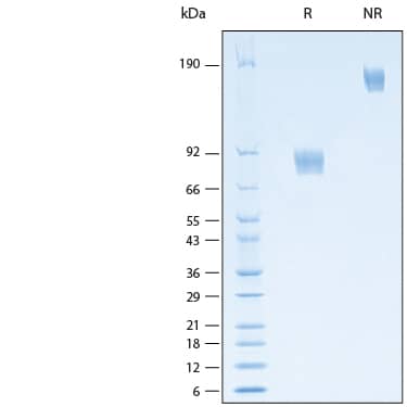 SDS-Page Siglec-9 [Unconjugated]