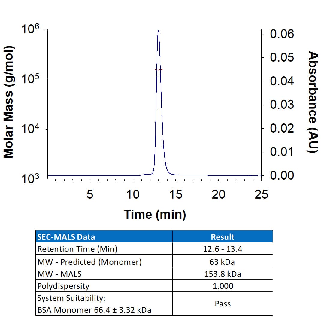 Recombinant Cynomolgus Monkey Siglec‑9 Fc Chimera Protein (Catalog # 11242-SL) has a molecular weight (MW) of 153.8 kDa as analyzed by SEC-MALS, suggesting that this protein is a homodimer. MW may differ from predicted MW due to post-translational modifications (PTMs) present (e.g. Glycosylation).