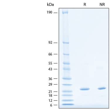 2 μg/lane of Recombinant HIV-1 Gag p24 His-tag Protein (Catalog # 11243-HV) was resolved with SDS-PAGE under reducing (R) and non-reducing (NR) conditions and visualized by Coomassie® Blue staining, showing bands at 21-25 kDa.