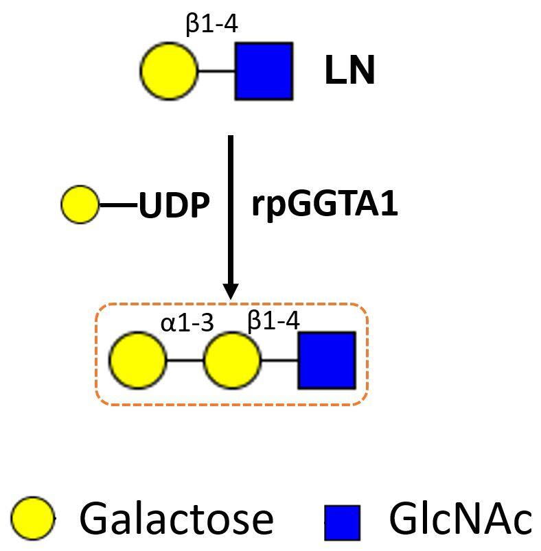 Enzyme Activity alpha3GalT/GGTA1 [Unconjugated]