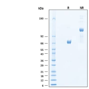 SDS-Page DC-SIGN/CD209 [Unconjugated]