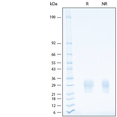2 μg/lane of Recombinant Human NKp30/NCR3 His-tag Protein (Catalog # 11271-NK) was resolved with SDS-PAGE under reducing (R) and non-reducing (NR) conditions and visualized by Coomassie® Blue staining, showing bands at 21-33 kDa.