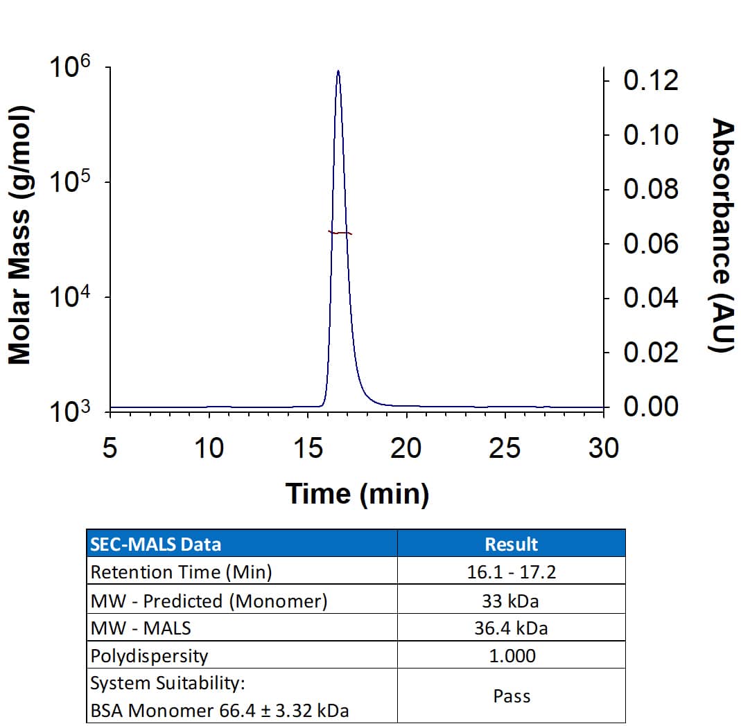 Recombinant Monkeypox Virus Zaire-96-I-16 H3L His-tag Protein (Catalog # 11277-MX) has a molecular weight (MW) of 36.4 kDa as analyzed by SEC-MALS, suggesting that this protein is a monomer. MW may differ from predicted MW due to post-translational modifications (PTMs) present (e.g. Glycosylation).