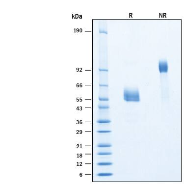 2 μg/lane of Recombinant Monkeypox Virus Zaire-96-I-16 A30L Fc Chimera Protein (Catalog # 11279-MX) was resolved with SDS-PAGE under reducing (R) and non-reducing (NR) conditions and visualized by Coomassie® Blue staining, showing bands at 52-60 kDa and 100-120 kDa, respectively.