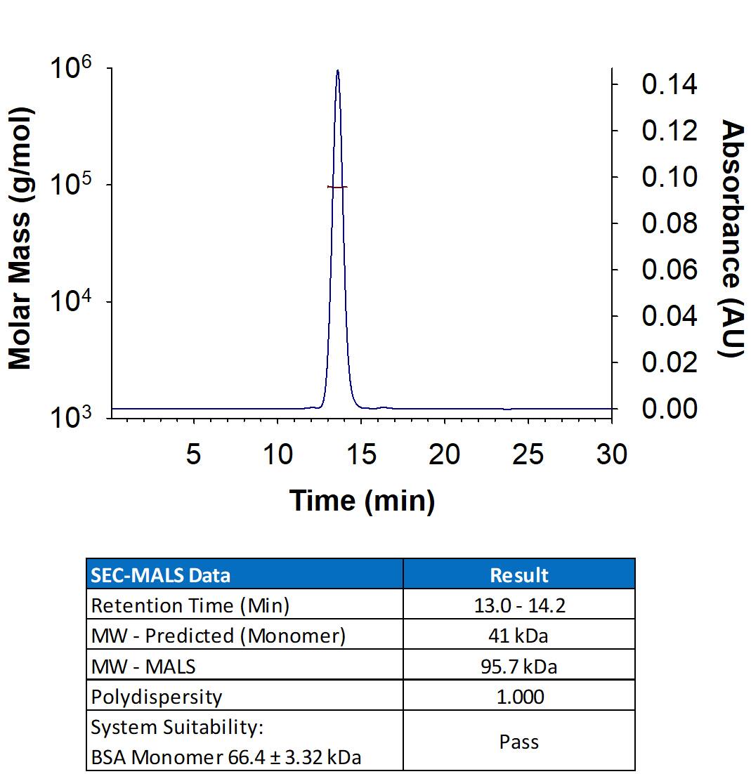 Recombinant Monkeypox Virus Zaire-96-I-16 A30L Fc Chimera Protein (Catalog # 11279-MX) has a molecular weight (MW) of 95.7 kDa as analyzed by SEC-MALS, suggesting that this protein is a homodimer. MW may differ from predicted MW due to post-translational modifications (PTMs) present (e.g. Glycosylation).