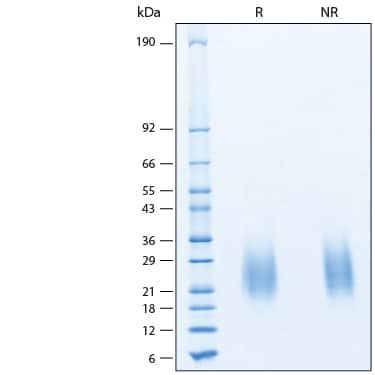 2 μg/lane of Recombinant Monkeypox Virus A30L His-tag Protein (Catalog # 11282-MX) was resolved with SDS-PAGE under reducing (R) and non-reducing (NR) conditions and visualized by Coomassie® Blue staining, showing bands at 22-26 kDa.