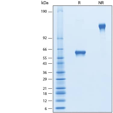2 μg/lane of Recombinant Human Flt-3 Ligand/FLT3L Fc Chimera (HEK293) Protein (Catalog # 11309-FKH) was resolved with SDS-PAGE under reducing (R) and non-reducing (NR) conditions and visualized by Coomassie® Blue staining, showing bands at 57-64 kDa and 115-130 kDa, respectively.