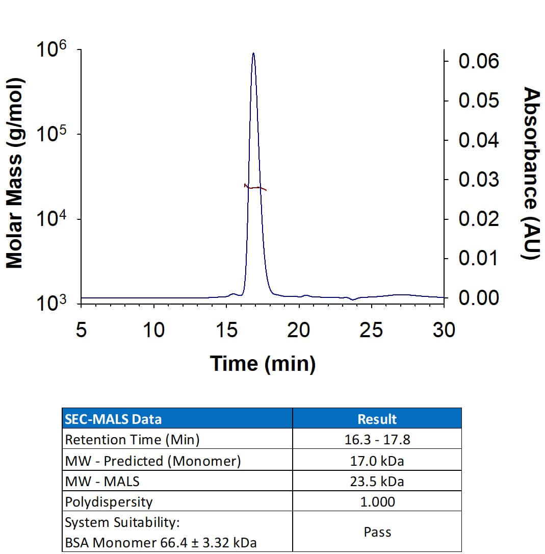 Recombinant Human IL‑22 (HEK293expressed) (Catalog # 11311-IL) has a molecular weight (MW) of 23.5 kDa as analyzed by SEC-MALS, suggesting that this protein is a monomer. MW may differ from predicted MW due to post-translational modifications (PTMs) present (e.g. Glycosylation).