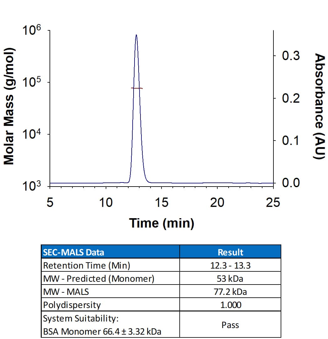 Recombinant Mouse Mer His-tag (Catalog # 11313-MR) has a molecular weight (MW) of 77.2 kDa as analyzed by SEC-MALS, suggesting that this protein is a monomer. MW may differ from predicted MW due to post-translational modifications (PTMs) present (e.g. Glycosylation).