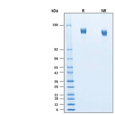 2 μg/lane of Recombinant SARS-CoV-2 XD Spike GCN4-IZ His-tag Protein (Catalog # 11321-CV) was resolved with SDS-PAGE under reducing (R) and non-reducing (NR) conditions and visualized by Coomassie® Blue staining, showing bands at 150-175 kDa.