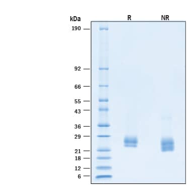 2 μg/lane of Recombinant Human KGF/FGF‑7 Protein (Catalog # 11340-KG) was resolved with SDS-PAGE under reducing (R) and non-reducing (NR) conditions and visualized by Coomassie® Blue staining, showing bands at 22-28 kDa.