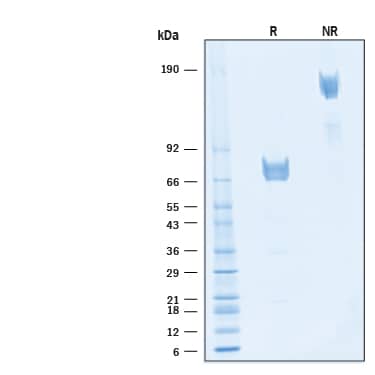 2 μg/lane of Recombinant Human NRG1/HRG1-alpha Fc Chimera Protein (Catalog # 11353-NR) was resolved with SDS-PAGE under reducing (R) and non-reducing (NR) conditions and visualized by Coomassie® Blue staining, showing bands at 65-79 kDa and 130-160 kDa, respectively.