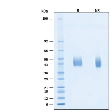 2 μg/lane of Recombinant Human Neuregulin‑2/NRG2 His-tag Protein (Catalog # 11355-NR) was resolved with SDS-PAGE under reducing (R) and non-reducing (NR) conditions and visualized by Coomassie&amp;#174; Blue staining, showing bands at 41-51 kDa.