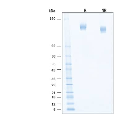 2 μg/lane of Recombinant SARS-CoV-2 BQ.1.1 Spike (GCN4-IZ) His-tag Protein (Catalog # 11359-CV) was resolved with SDS-PAGE under reducing (R) and non-reducing (NR) conditions and visualized by Coomassie® Blue staining, showing bands at 137‑162 kDa.