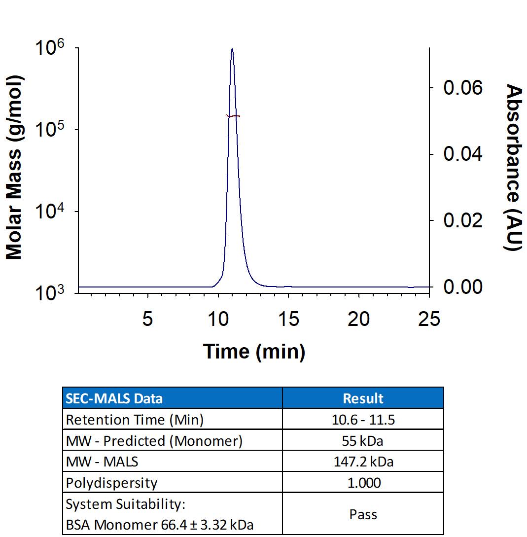 Recombinant Human Neuregulin‑3/NRG3 Fc Chimera Protein (Catalog # 11373-NR) has a molecular weight (MW) of 147.2 kDa as analyzed by SEC-MALS, suggesting that this protein is a homodimer. MW may differ from predicted MW due to post-translational modifications (PTMs) present (e.g. Glycosylation).
