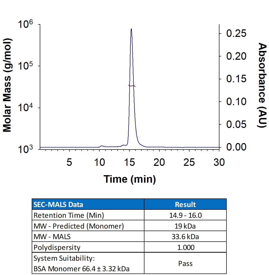 Recombinant Human NKp44/NCR2 His-tag Protein (Catalog # 11375-NK) has a molecular weight (MW) of 33.6 kDa as analyzed by SEC-MALS, suggesting that this protein is a monomer. MW may differ from predicted MW due to post-translational modifications (PTMs) present (e.g. Glycosylation).