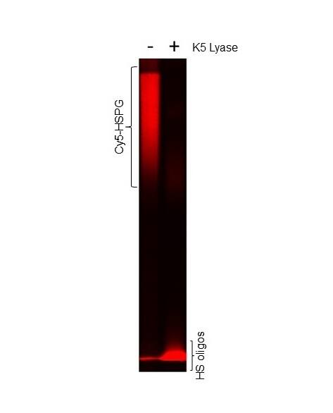 Using Cy5-labeled Heparan Sulfate Proteoglycan (Cy5-HSPG) (GL402) as a substrate Recombinant Coliphage K5 Lyase Protein, CF (Catalog # 11384-K5) cleaves intact heparan sulfate proteoglycans into heparan sulfate (HS) oligos. SDS-PAGE gel was imaged using the red fluorescent channel.