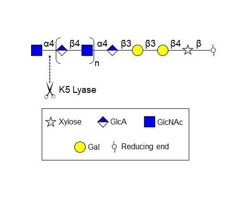 Recombinant Coliphage K5 Lyase His-tag Protein (Catalog # 11384-K5) has specificity for the repeating disaccharide [-4)-GlcA-beta (1,4)-GlcNAc-alpha (1-] of heparosan, which is similar to heparin and heparan sulfate. 