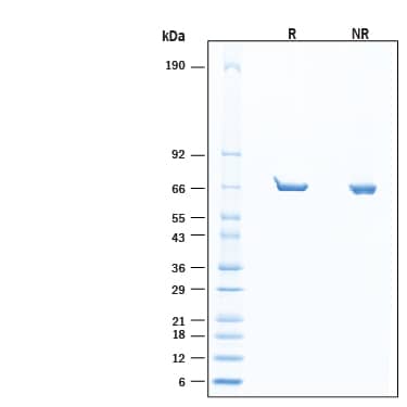 SDS-PAGE alpha-L-Fucosidase [Unconjugated]