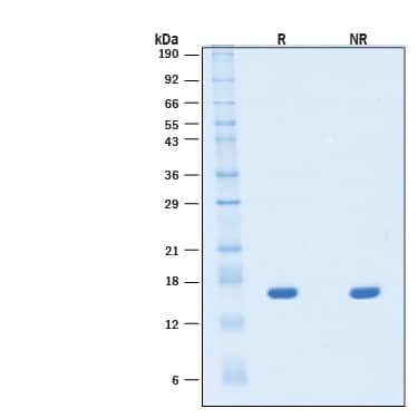 2 μg/lane of Recombinant Human IL‑21 (HEK293 Expressed) Protein (Catalog # 11393-IL) was resolved with SDS-PAGE under reducing (R) and non-reducing (NR) conditions and visualized by Coomassie® Blue staining, showing bands at 15-17 kDa, under reducing conditions.