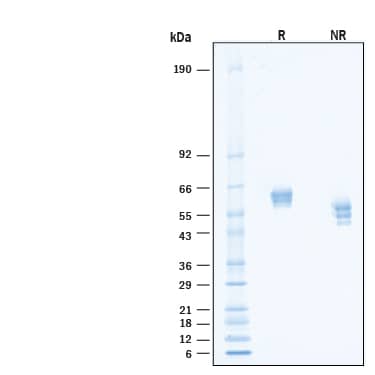 2 μg/lane of Recombinant Human GFR alpha ‑1/GDNF R alpha ‑1 His-tag Protein (Catalog # 11398-GR) was resolved with SDS-PAGE under reducing (R) and non-reducing (NR) conditions and visualized by Coomassie® Blue staining, showing bands at 51-64 kDa, under reducing conditions.