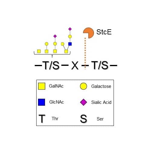 Recombinant E. coli StcE His-tag cleaves glycoproteins C-terminally to glycosylated Ser/Thr residues that are near the cleavage residue. Specificity for O-glycan complexity is broad. For simplicity not all O-glycans may be represented.